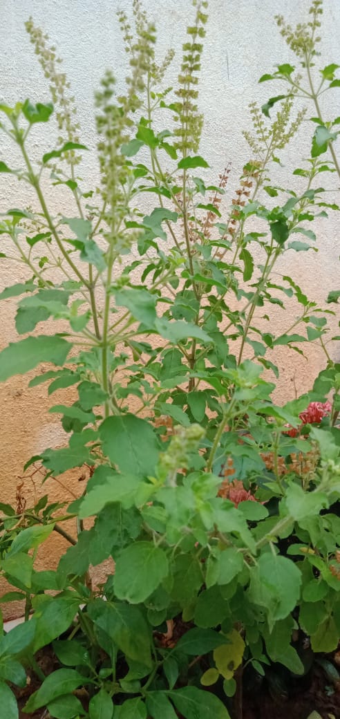 basil.